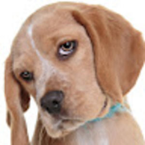 Meet your Posher, Willa